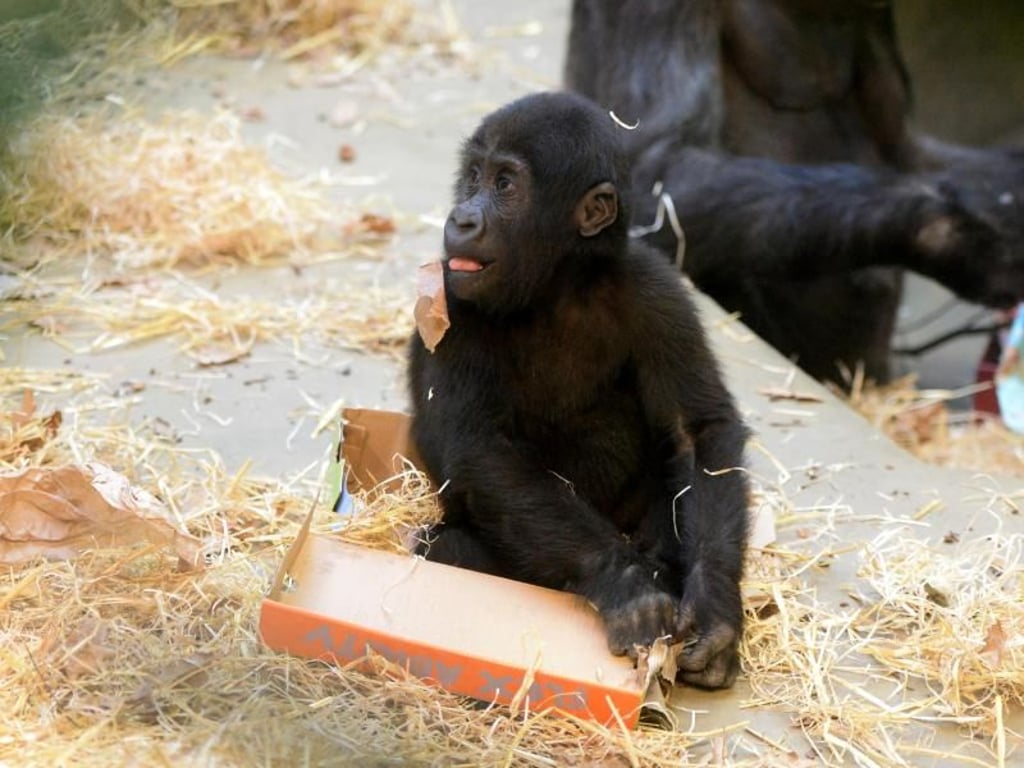 In den Kartons fanden die Gorillas viele leckere Naschereien. Foto: Franziska Kraufmann