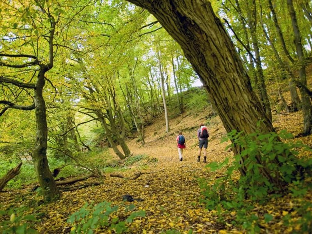 Der Marienwanderweg führt in Teilen über den Westerwaldsteig - eine beliebte Region für Wanderer. Foto: Westerwald Touristik-Service/Dominik Ketz