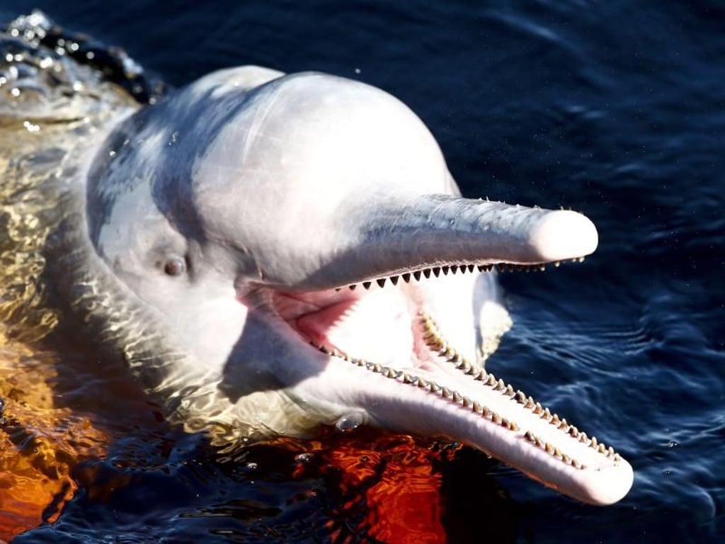 Ein Amazonas-Flussdelfin schwimmt im Rio Negro in der Nähe von Manaus. Foto: Jeon Heon-Kyun/EPA