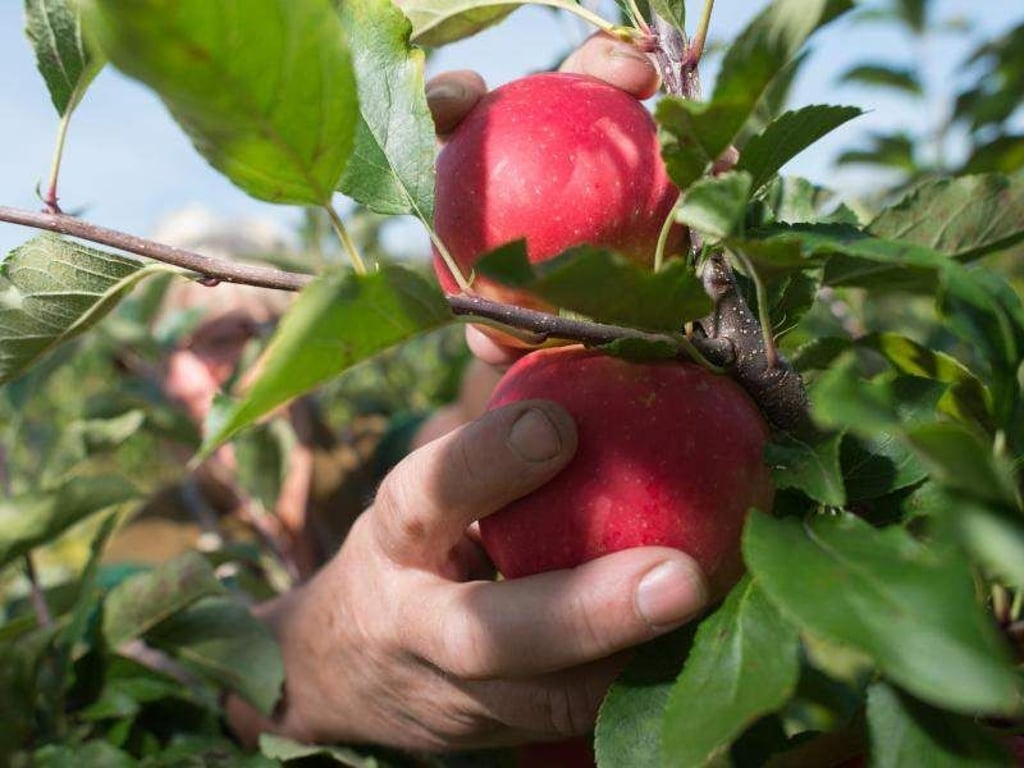 Reife Äpfel der Sorte Gala werden in Stendal geerntet. Foto: Klaus-Dietmar Gabbert/Archiv