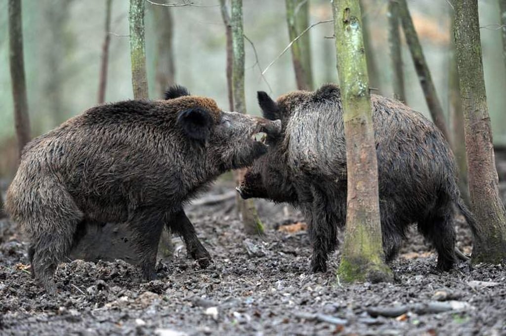 ARCHIV - ILLUSTRATION - Zwei Wildschwein-Keiler rangeln am 22.01.2012 in ihrem Gehege im Wildpark Schloss Tambach bei Coburg (Bayern) miteinander. Passanten in Bayerns Großstädten bekommen Wildschweine mittlerweile fast häufiger zu sehen als Jäger auf ihren Hochsitzen. Das imposante, und manchmal auch gefährliche, Schwarzwild zieht es immer öfter in die Zivilisation. Foto: David Ebener/dpa (zu dpa «Die schwarze Horde - Warum Wildschweine die Städte erobern» vom 23.11.2014) +++(c) dpa - Bildfunk+++