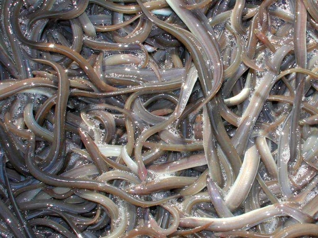 Die Aalbestände im Rhein sind in den vergangenen Jahrzehnten dramatisch gesunken. Seit Jahren setzen Ehrenamtliche Zehntausende Jungaale aus. Foto: Wolfgang Runge
