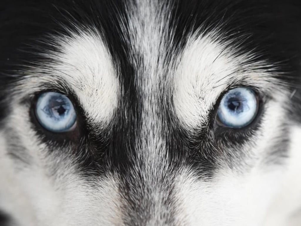 Den Sieg vor Augen: Sibirische Huskys sind beliebte Schlittenhunde. Foto: Felix Kästle