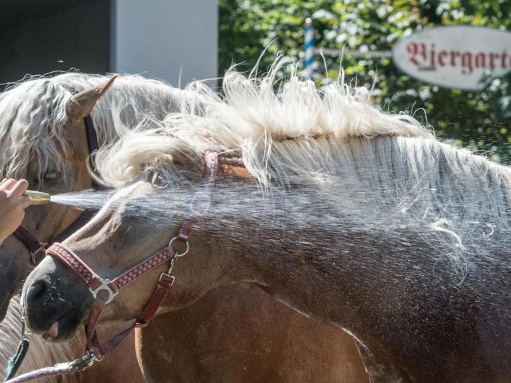 Da hilft nur noch der Gartenschlauch. Pferde werden vor einem Biergarten in Bayern mit Wasser abgespritzt. Foto: Armin Weigel