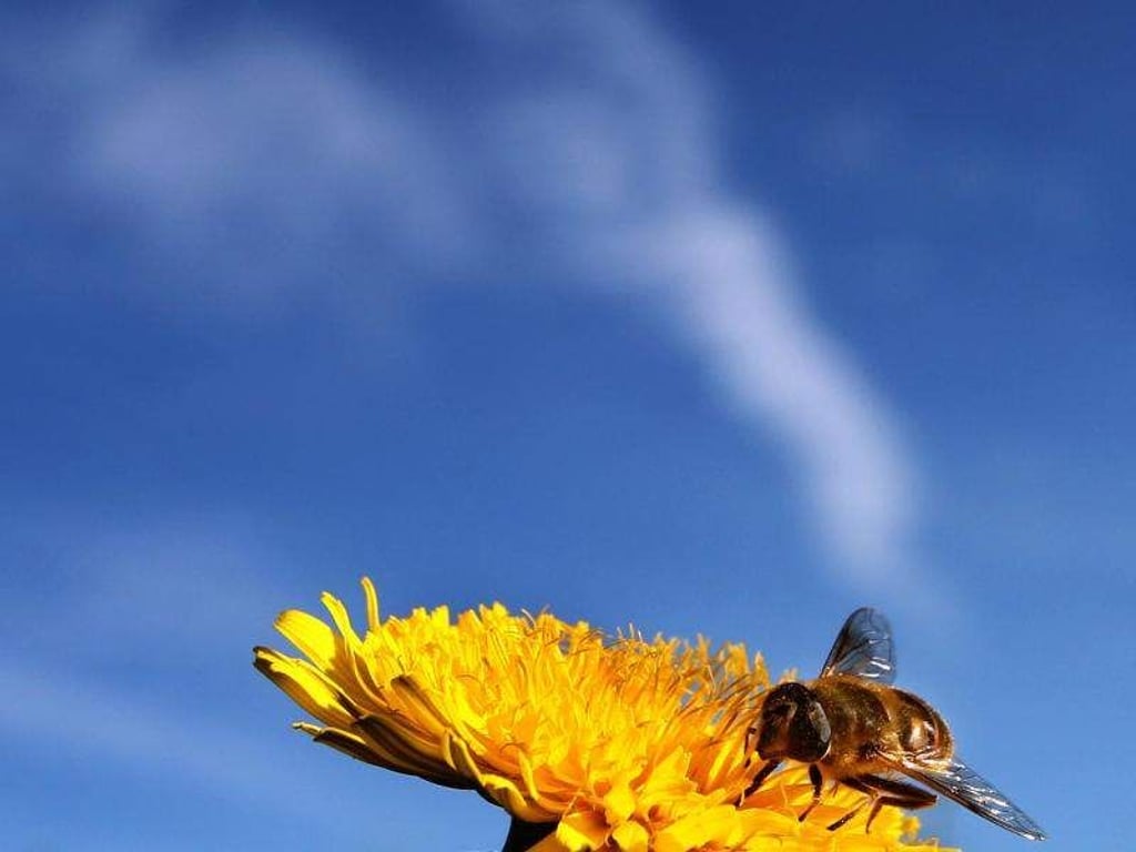 Eine Biene auf einer Löwenzahnblüte. Deutschland ist Spitzenreiter bei der Bekämpfung der Bienenseuche Amerikanische Faulbrut. Foto: Karl-Josef Hildenbrand