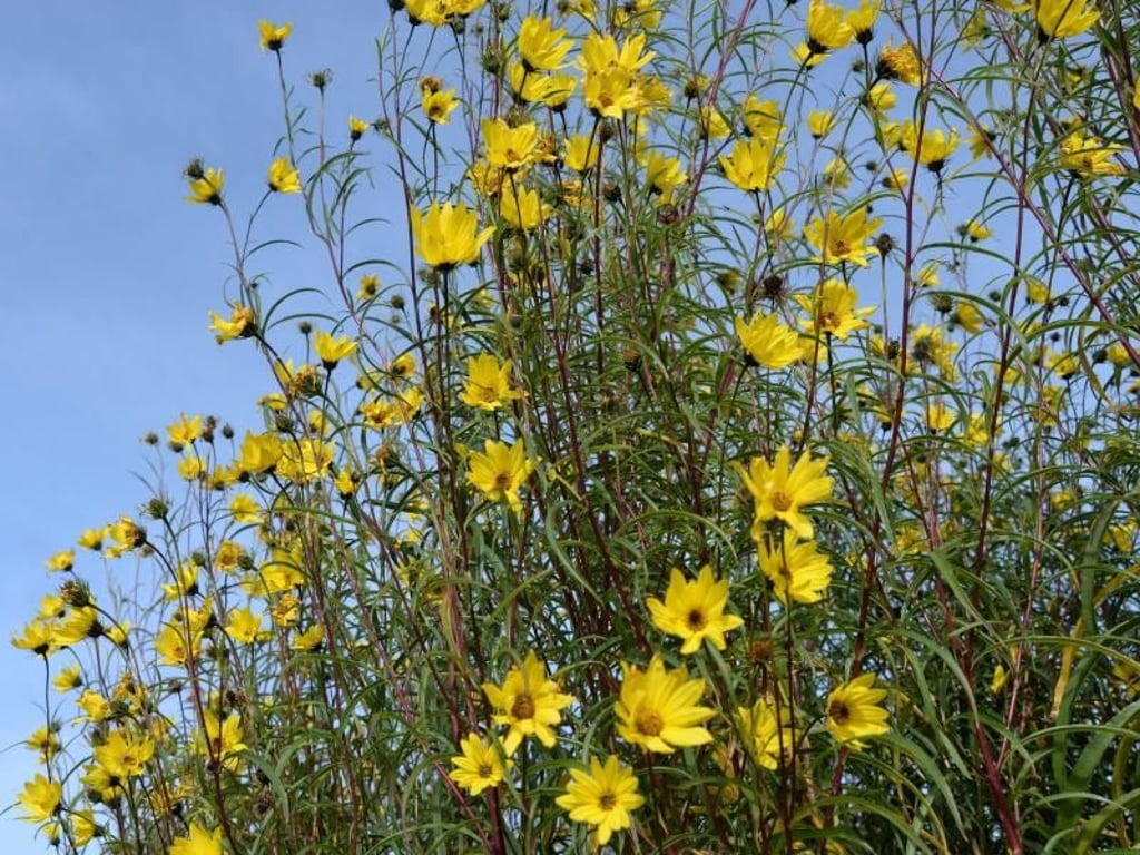 Die Weidenblättrige Sonnenblume (Helianthus salicifolius) wird nicht nur für ihre Blüte geschätzt: Das Laub dieser Art ist auch für die Beetgestaltung interessant. Foto: Andrea Warnecke/dpa-tmn