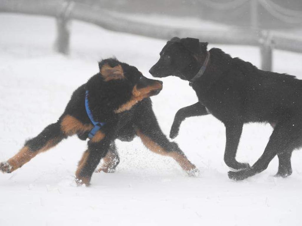 Der beste Freund der Deutschen trägt immer öfter Menschennamen. Laut dem Hundemagazin «Dogs» sind Luna und Max die beliebtesten Hundenamen. Foto: Arne Dedert