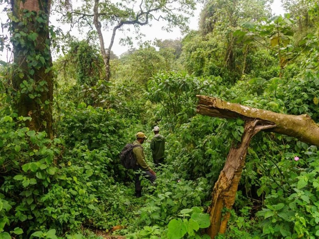 Beim organisierten Gorilla-Tracking kennen die Ranger grob die Standorte der Gruppen - die Wanderung zu den Tieren durch dichten Bergwald kann trotzdem mehrere Stunden dauern. Foto: Philipp Laage/dpa-tmn