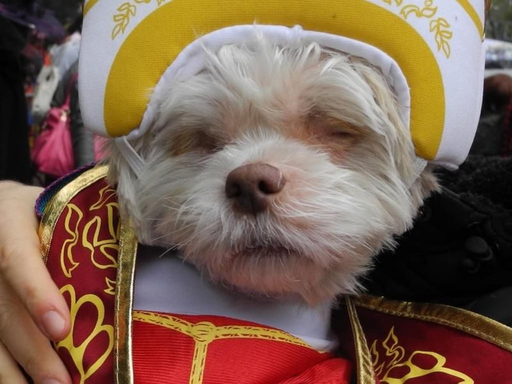 Wir sind Papst: Frauchen hat ihr Hündchen herausgeputzt. Foto: Johannes Schmitt-Tegge