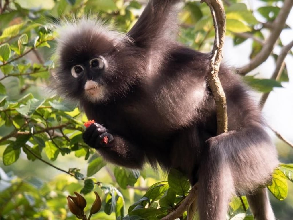 Possierlich: Ein Brillenlangur turnt im Areal The Habitat durch die Bäume.
Foto: Andreas Drouve