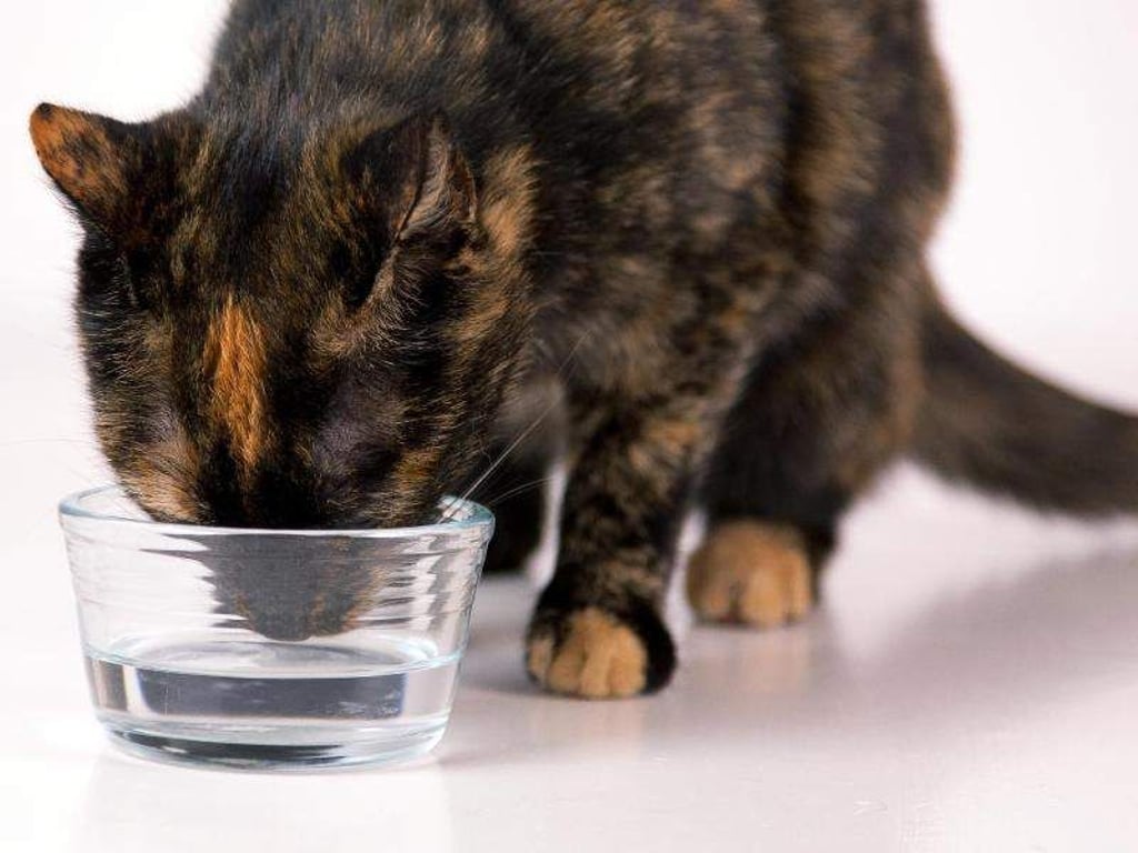 Katzen trinken oft nur wenig Wasser. Die meiste Flüssigkeit nehmen sie aber über ihr Futter auf. Bild: Kai Remmers/dpa-tmn Foto: Kai Remmers