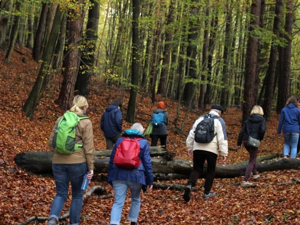 Über Stock und Stein: Für viele Städter bietet der Buchenwald von Grumsin Urwald-Feeling. Foto: Deike Uhtenwoldt