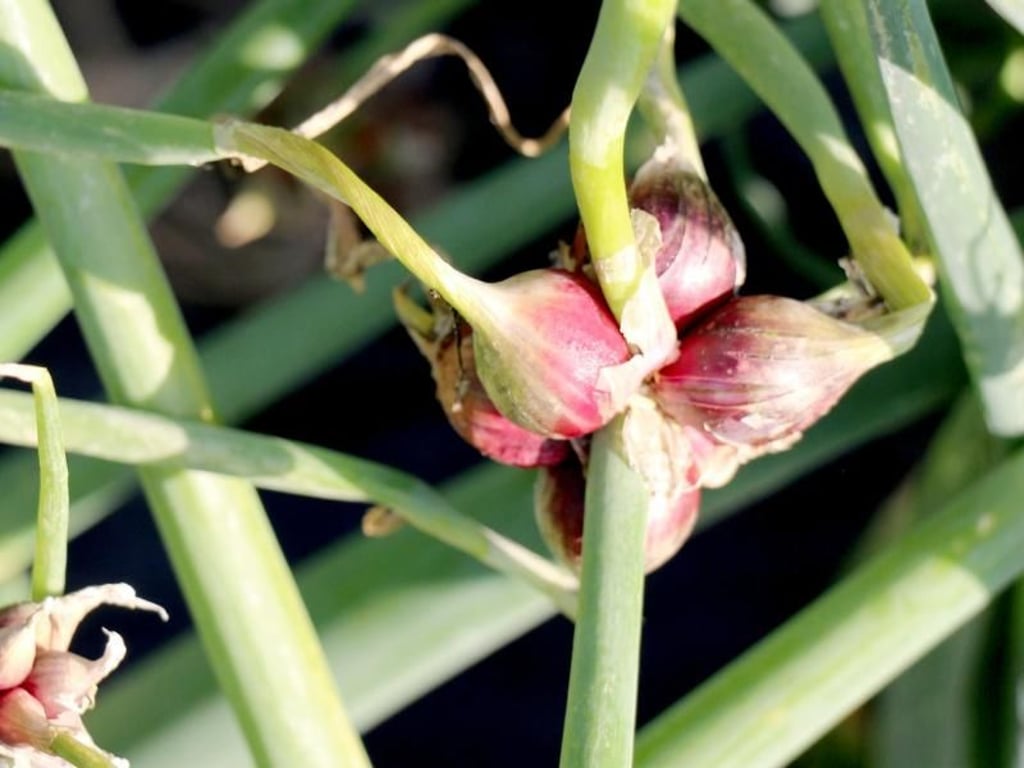 Lubera