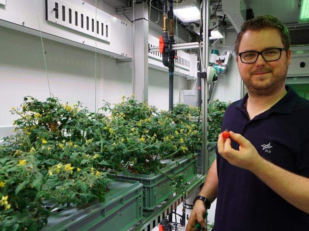 Raumfahrtingenieur Paul Zabel erntet in einem speziellen Gewächshaus in der Antarktis dort gezogene Tomaten. Foto: DLR/dpa