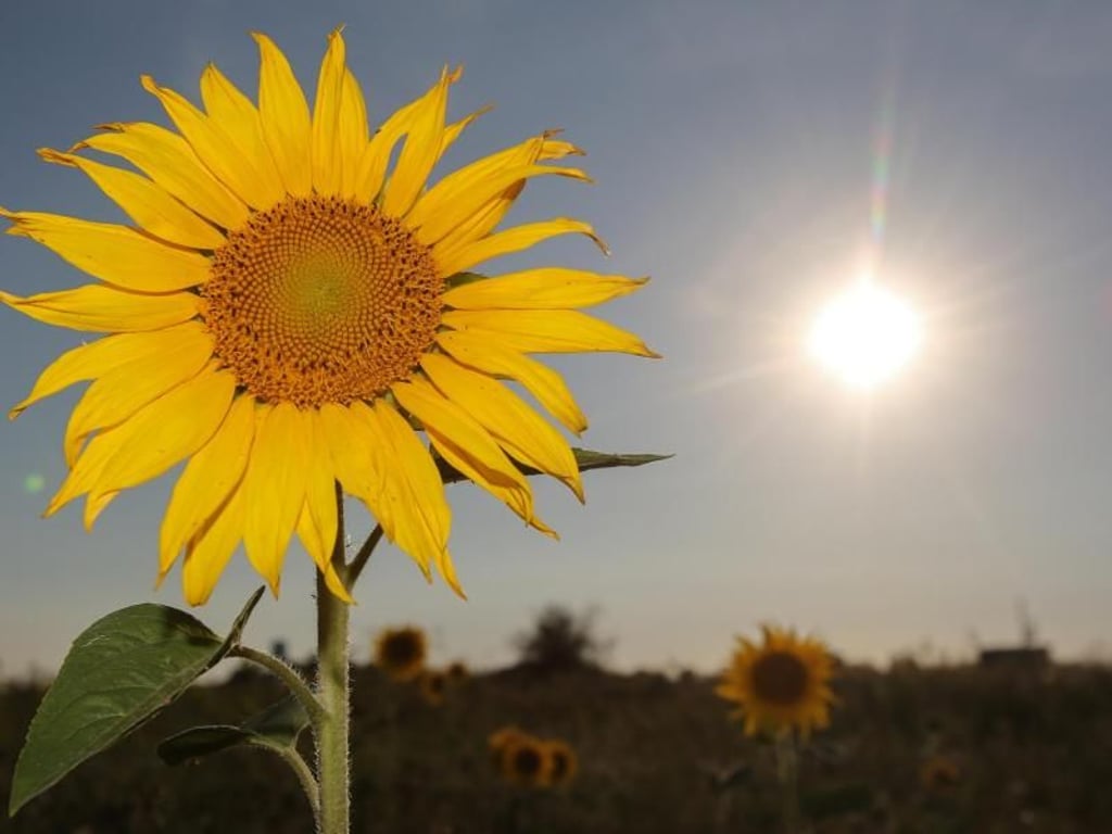 Die Sonne scheint hinter einem Sonnenblumenfeld im schleswig-holsteinischen Klanxbüll. Foto: Bodo Marks
