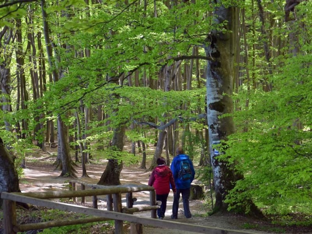 Viele der Rotbuchen im Nationalpark Jasmund standen schon zu Lebzeiten von Caspar David Friedrich. Foto: Andreas Heimann