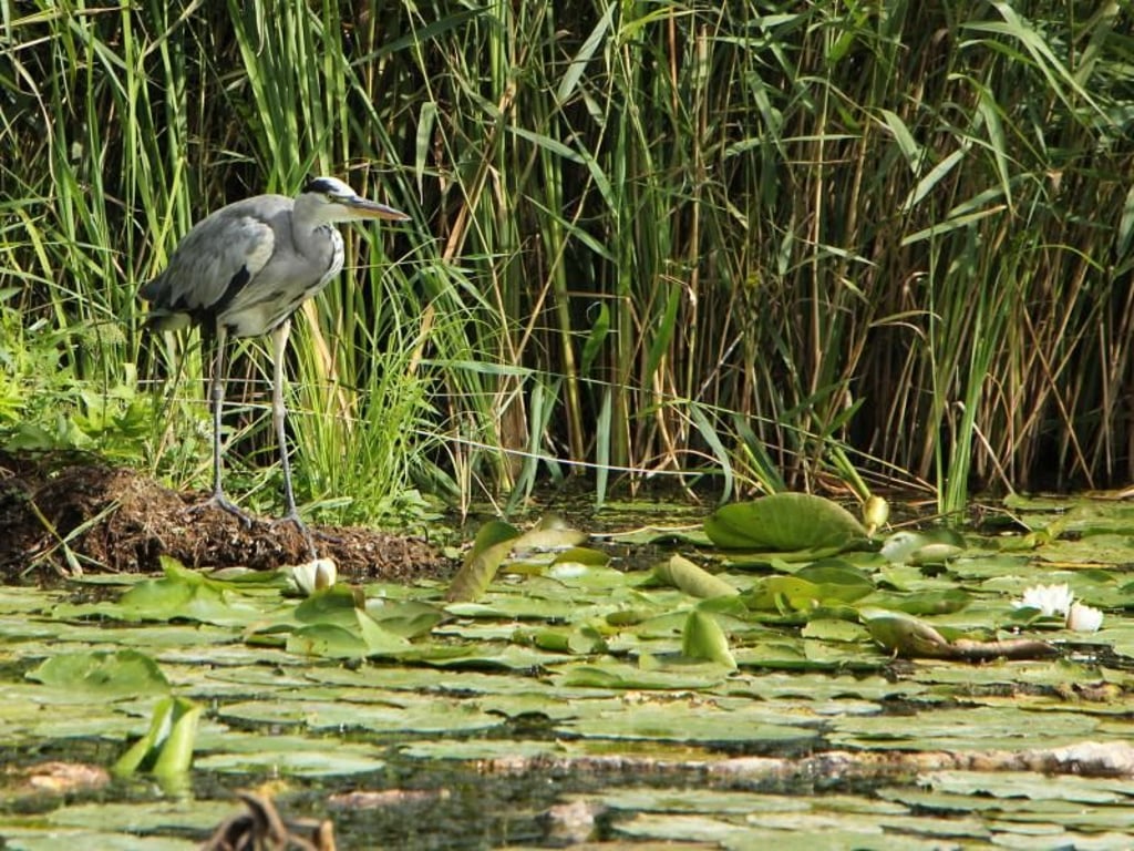 Wer auf der Peene unterwegs ist, bekommt viele Tiere zu Gesicht - zum Beispiel diesen Reiher im Schilf. Foto: Alexandra Frank