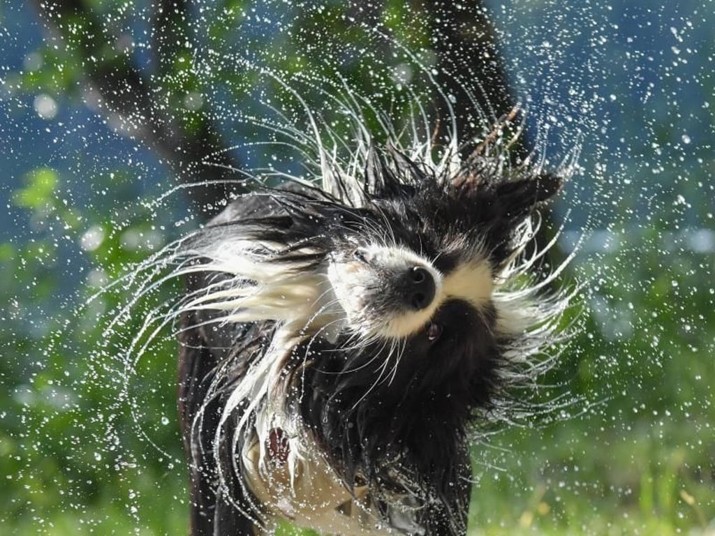 Ein Border Collie schüttelt nach einem Sprung ins kalte Nass das Wasser aus seinem Fell. Foto: Patrick Pleul