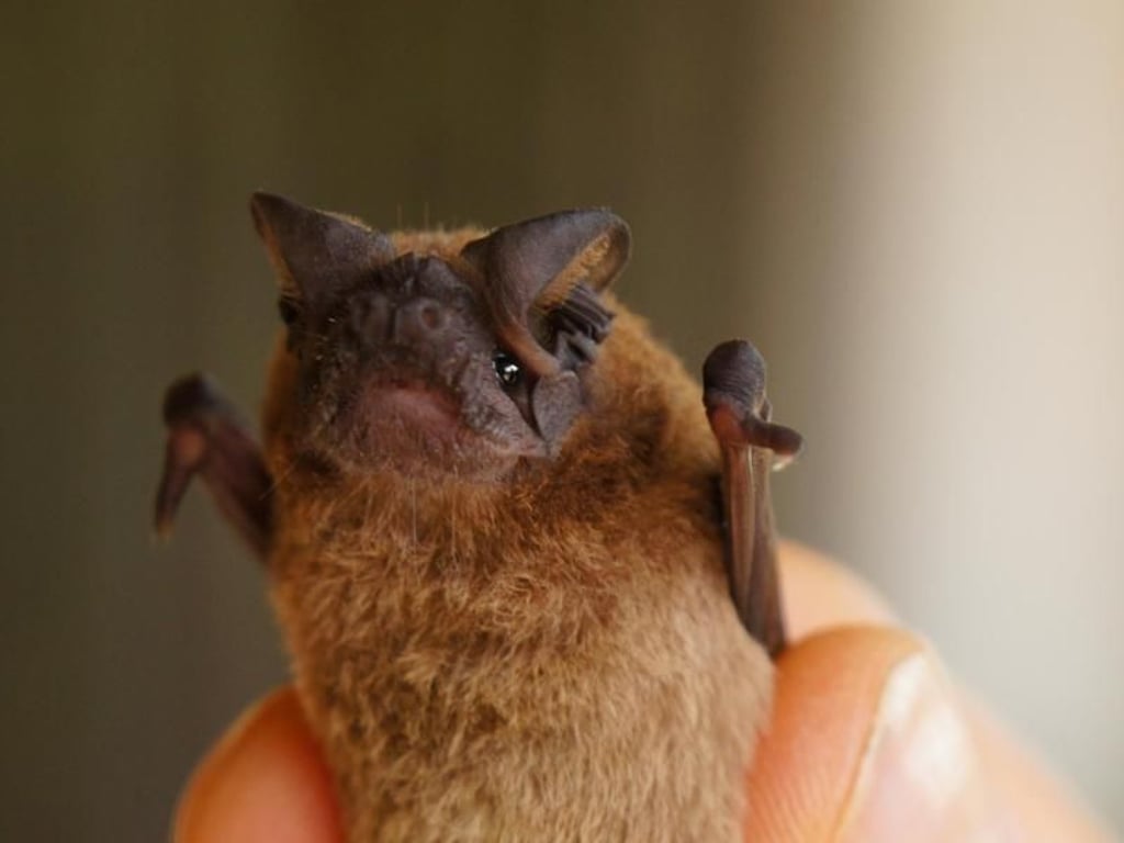 Fledermaus in Kamerun: Die Tiere können Tollwut übertragen, fast immer infizieren sich Menschen jedoch bei Hunden. Foto: Philipp Laage