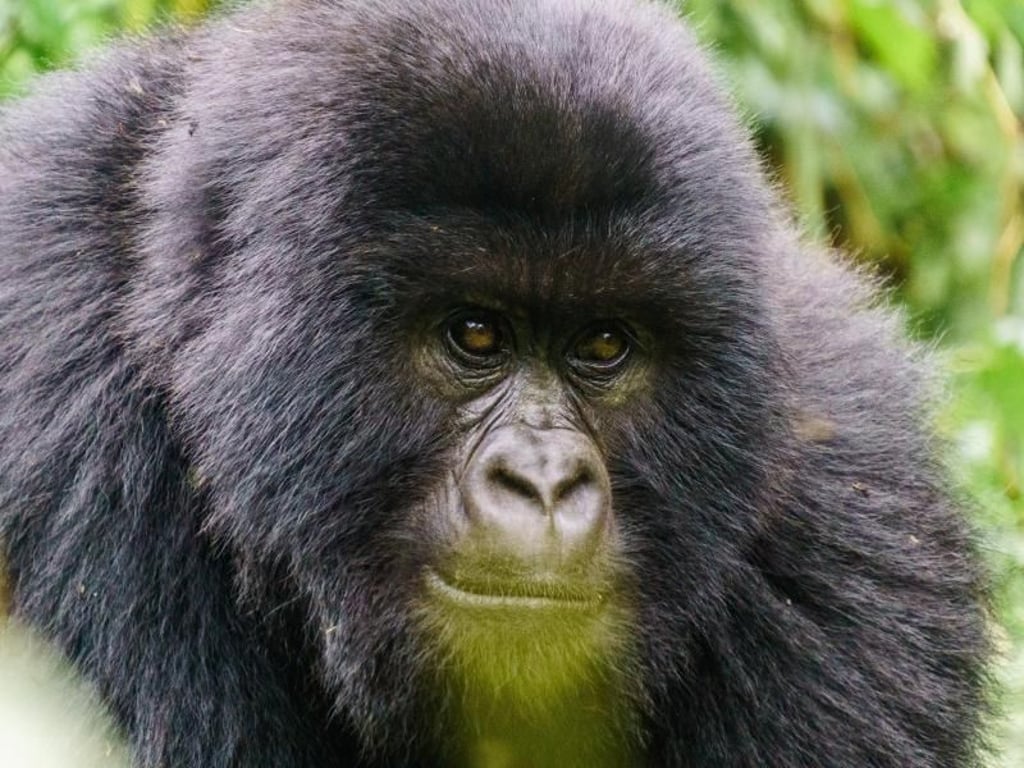 Ein Blick fast wie ein Mensch: Dieser junge Gorilla posiert ruhig für eine Aufnahme mit dem Tele-Objektiv. Foto: Philipp Laage/dpa-tmn