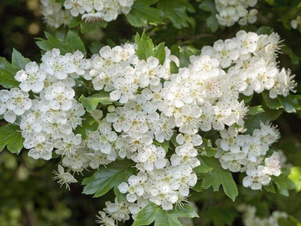Der Weißdorn (hier Crataegus monogyna) gilt als Wohnstätte guter Feen und ist christliches Zeichen der Hoffnung. Foto: Marion Nickig/dpa-tmn