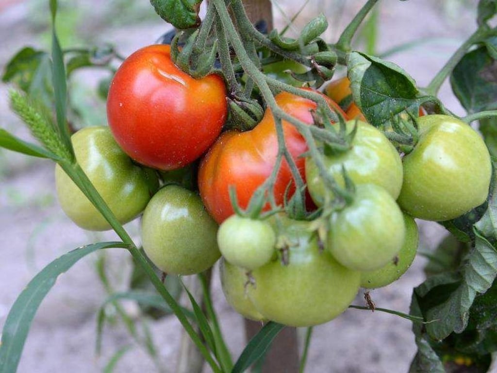 Tomaten brauchen viel Energie zum Reifen - daher sollte man dosiert Blätter von der Staude entfernen. Foto: Andrea Warnecke/dpa-tmn
