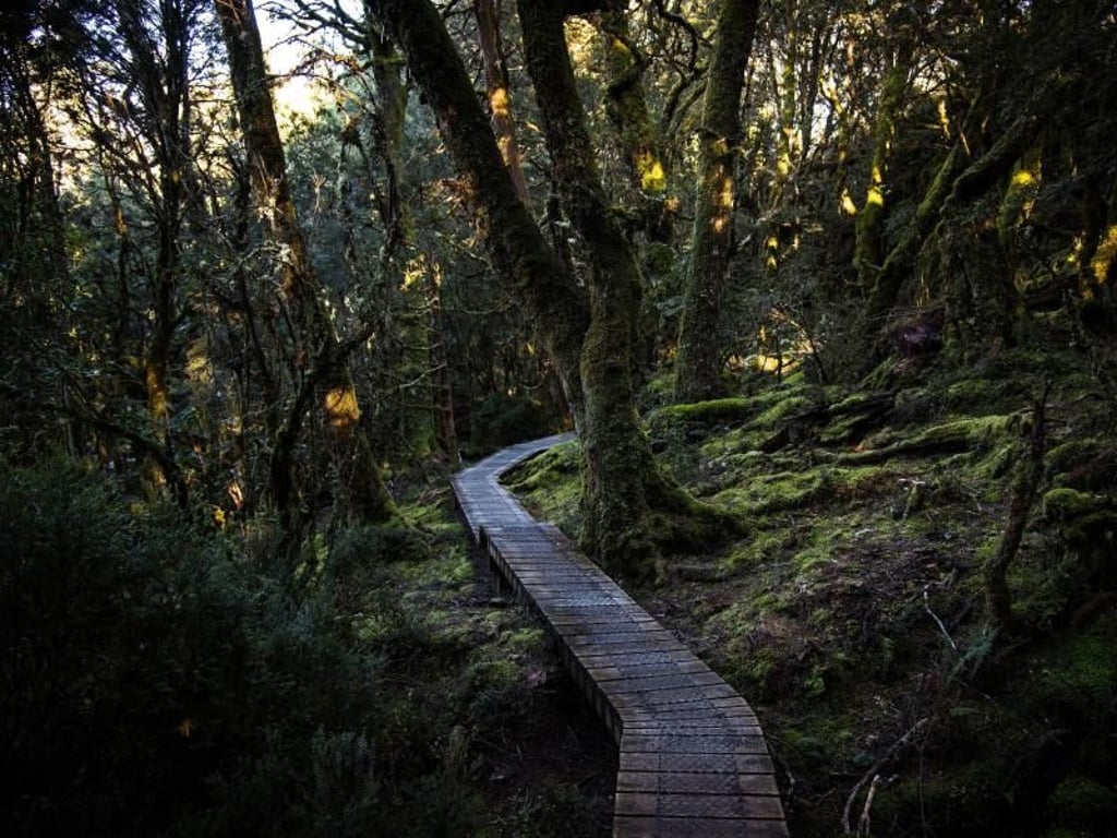 Moosbehangenen Bäume und schmale Pfade: Der Enchanted Walk mutet an wie aus einer Märchenwelt. Foto: Tourism Tasmania
