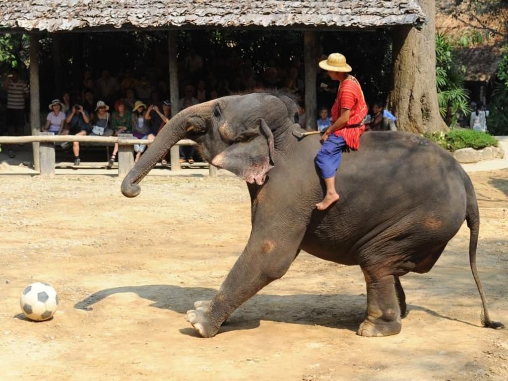 Attraktionen mit Elefanten sind zweifelhafte Veranstaltungen: Damit die wilden Tiere solche Kunststücke vorführen, werden sie häufig mit Gewalt gezähmt. Foto: Jens Kalaene