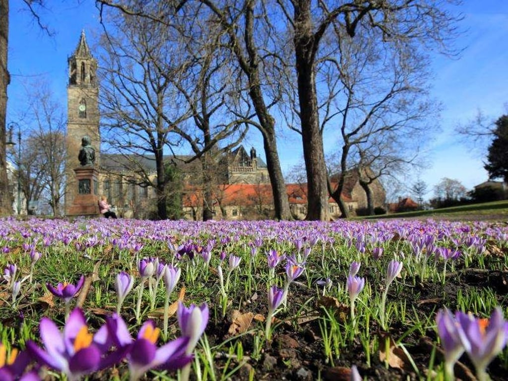 Krokusse blühen unterhalb des Domes in Magdeburg. Foto: Peter Gercke