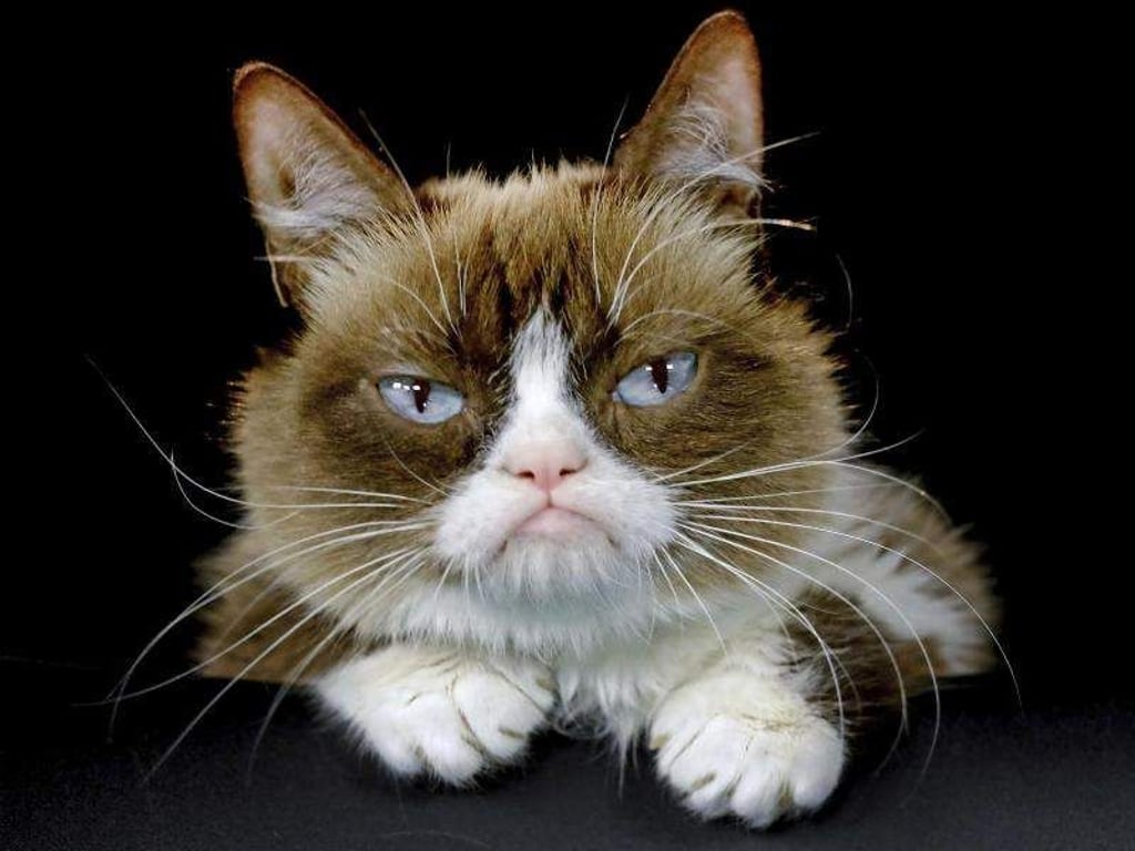 «Grumpy Cat» wurde durch ihr mürrisches Gesicht zur Internet-Sensation. Foto: Richard Vogel/AP