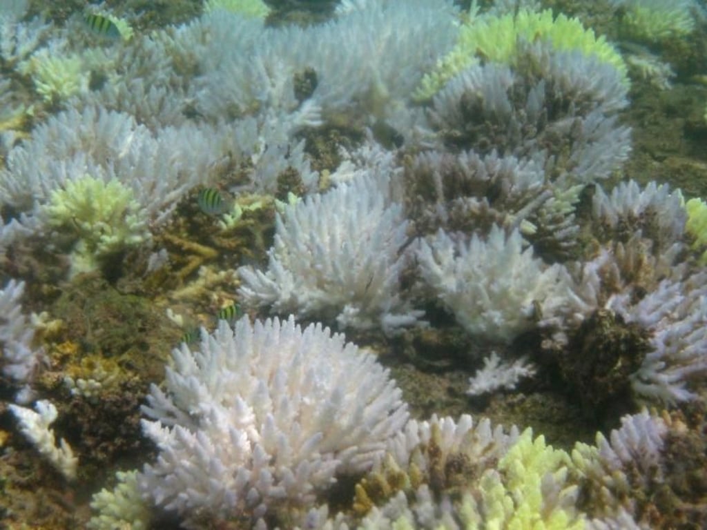 Die Folge hoher Wassertemperaturen: Korallenbleiche an einer Steinkoralle in den Gewässern vor Sumatra. Foto: Jensi Sartin/Reef Check Foundation Indonesia/Archiv