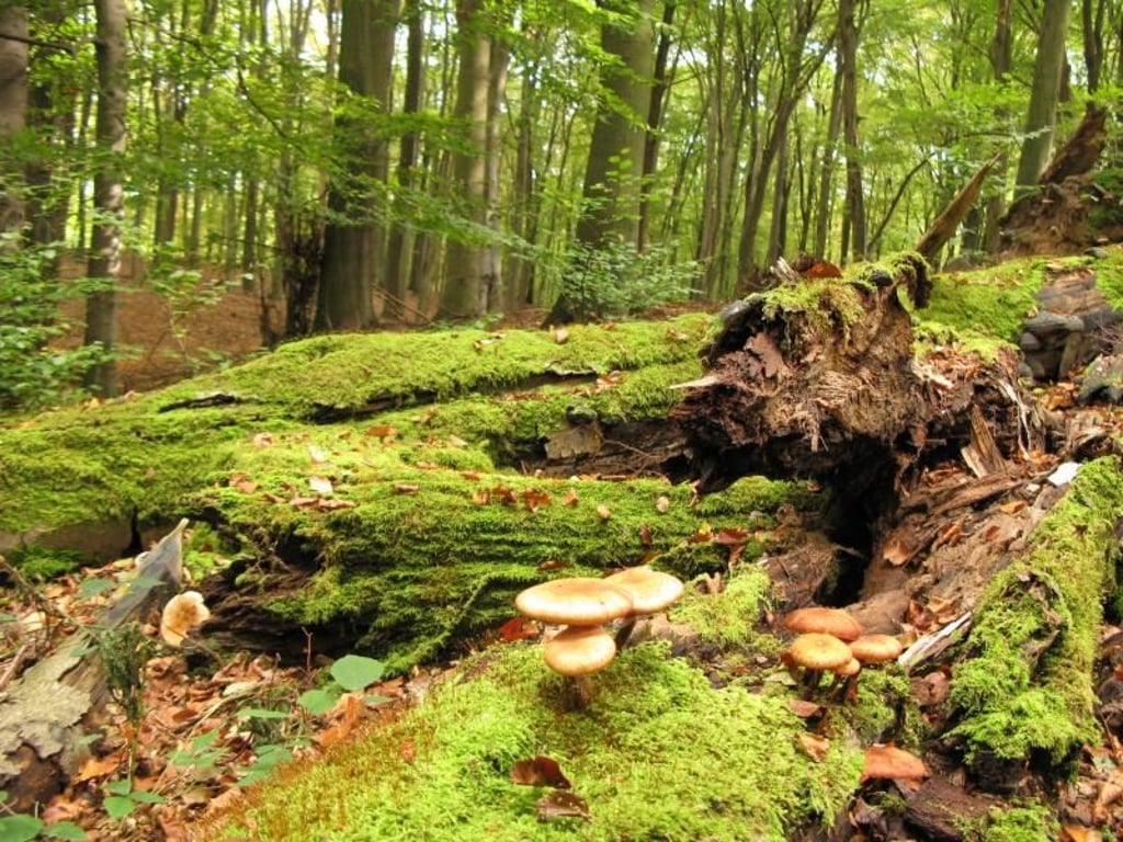 Urwald light: Der Buchenwald Grumsin ist ein Zwischending zwischen Wirtschafts- und Naturwald. Foto: Klaus Pape/LfU Brandenburg