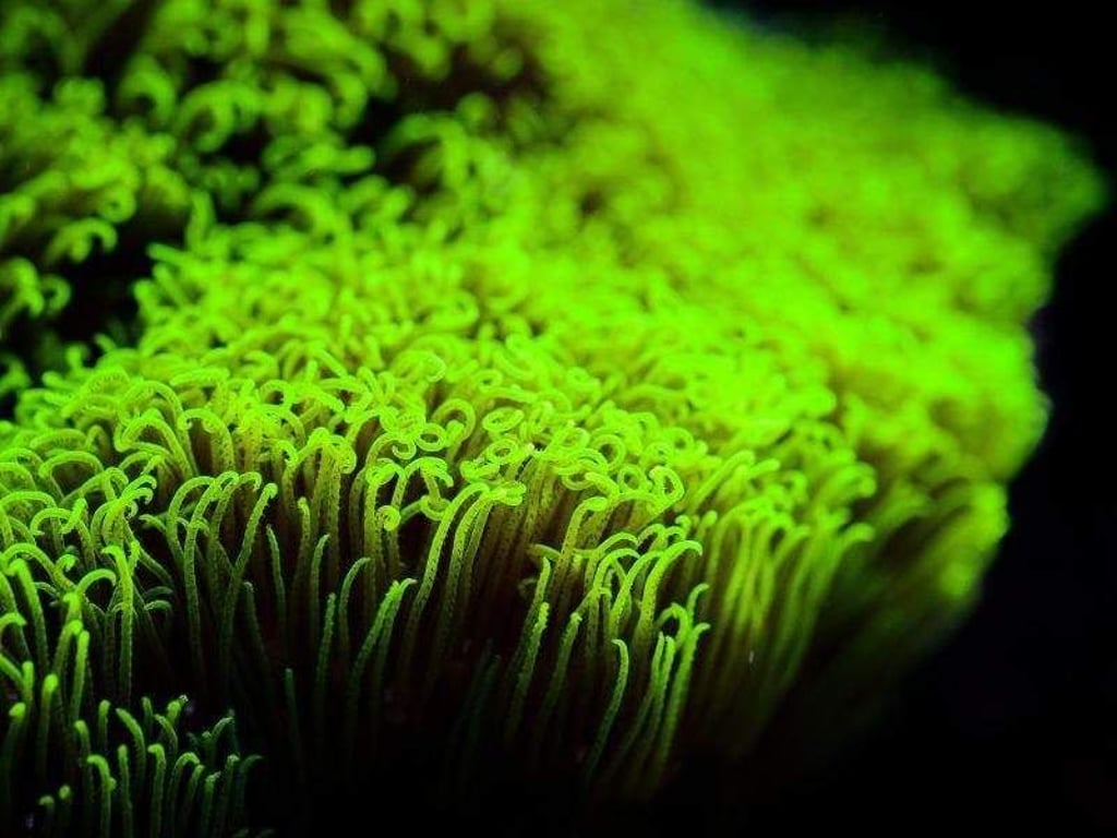 Grüne Röhrenkoralle unter Wasser:
Ein Naturaquarium ist eine gute Option für Neulinge. Foto: David Ebener