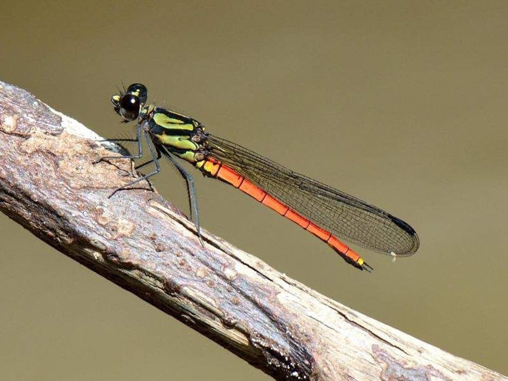 Die Libellenart Great Jewel wurde neu entdeckt. Es ist eine verhältnismäßig große Libelle. Foto: Nico Mzire/Naturalis Biodiversity Center