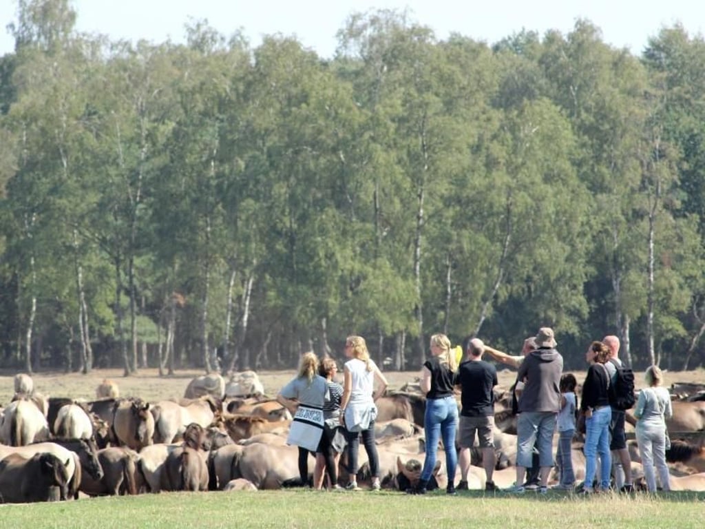 Eine Besuchergruppe beobachtet die Wildpferde - näher als auf zehn Meter lassen die Tiere die Menschen nicht heran. Foto: Bernd F. Meier