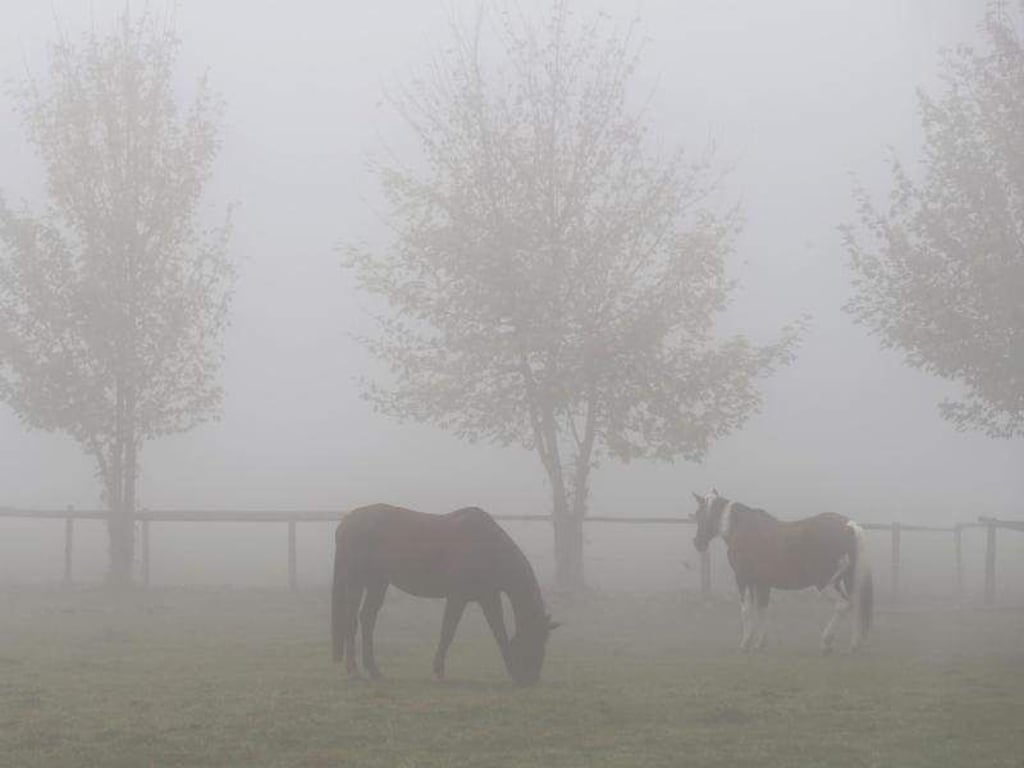 Im Herbst sollten Pferde keine Eicheln und auch nicht das Laub der Eichen fressen. Foto: Karl-Josef Hildenbrand