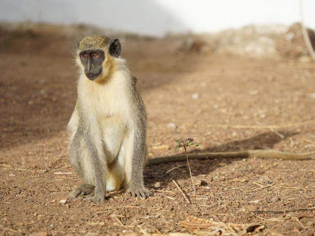 Westliche Grünmeerkatzen stufen Drohnen in der Luft als potenzielle Gefahr ein. Foto: Julia Fischer/Deutsches Primatenzentrum GmbH