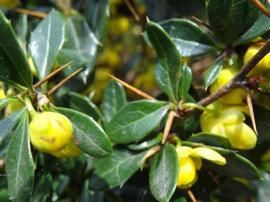 Die bekannteste Art der Berberitze in Europa ist die Gewöhnliche oder Echte Berberitze (Berberis vulgaris). Foto: Andrea Warnecke/dpa-tmn