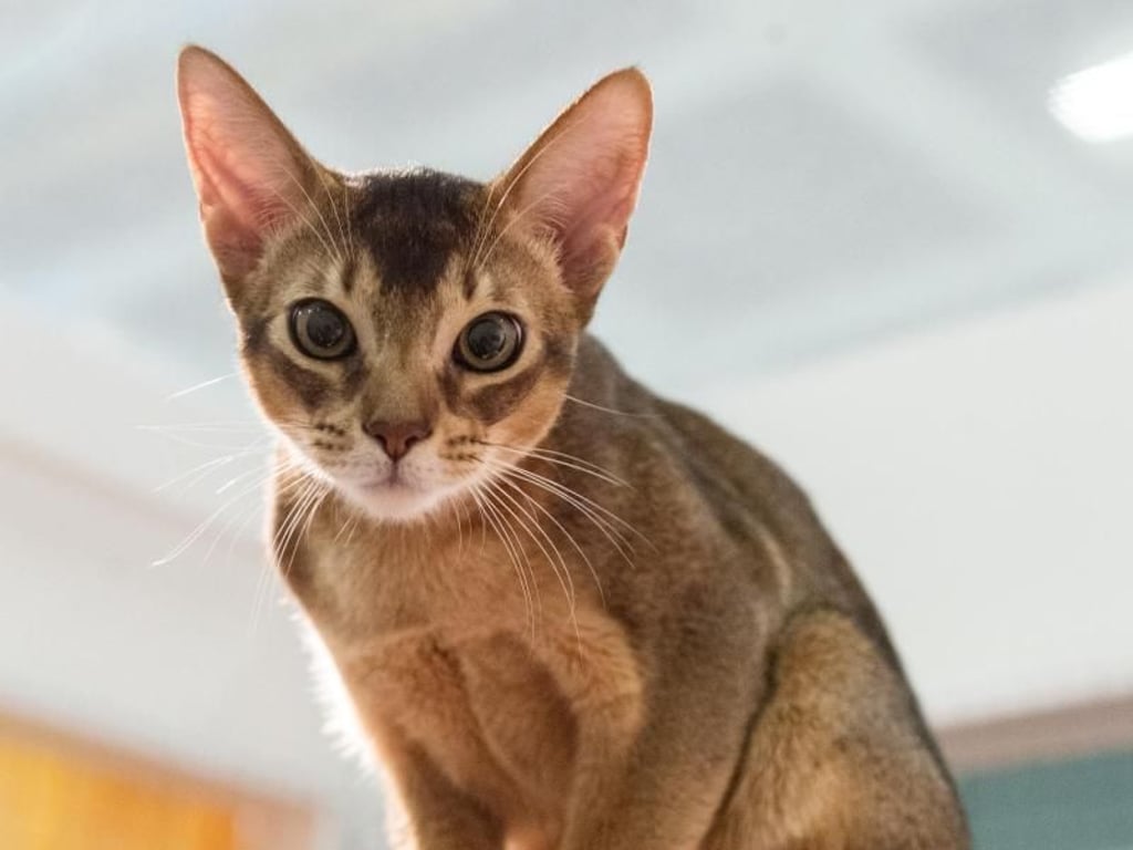 Abessinier zählen zu den ältesten Katzenrassen - sie haben besonders kurzes Fell und sind sehr menschenbezogen. Foto: Andrea Warnecke/dpa-tmn