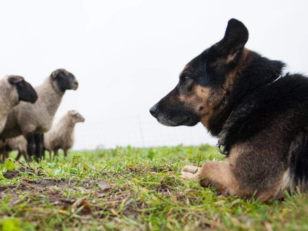 Eine Schäferhündin bewacht eine Schafherde. Offenbar stammen die heutigen Hunde von zwei voneinander unabhängigen Wolfspopulationen ab. Foto: Philipp Schulze