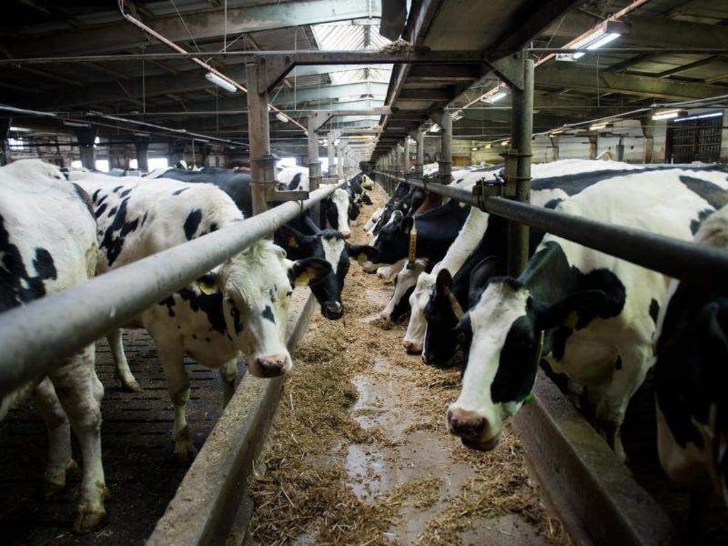 Weniger Rinder, Schweine und Schafe im Land. Foto: Arno Burgi/Archiv