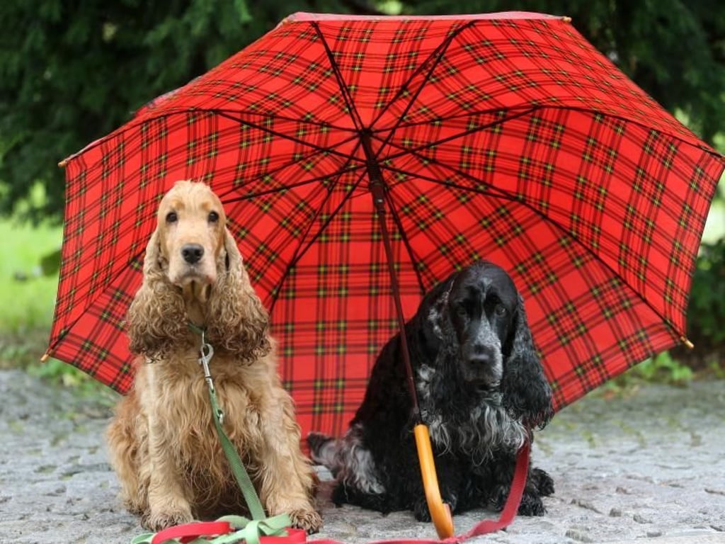 Diese zwei Cockerspaniel warten auf ihren großen Auftritt. Foto: Roland Weihrauch
