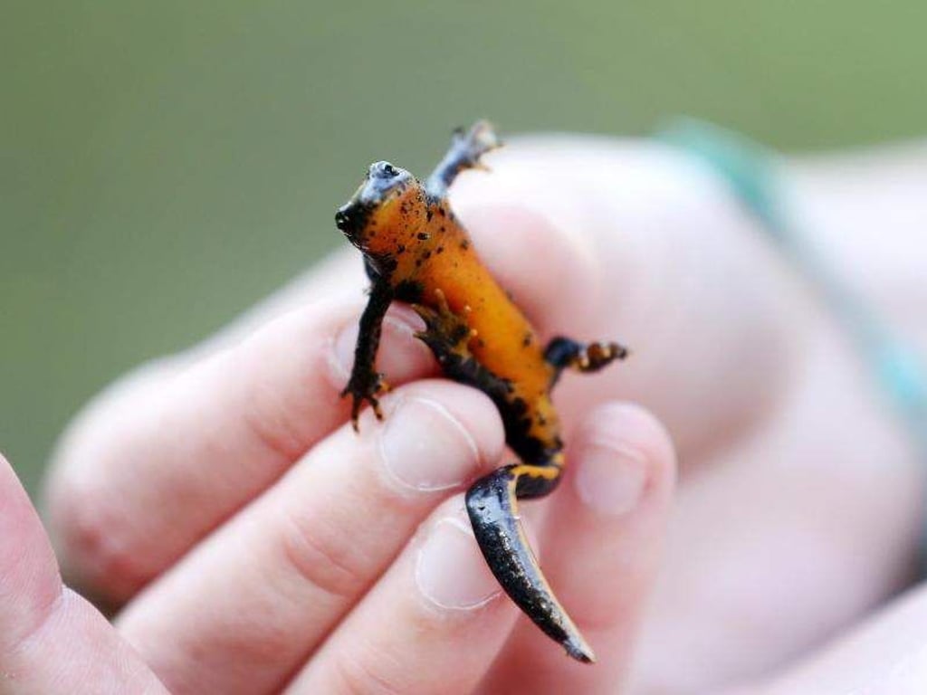 Der Bergmolchist ein typischer Bewohner waldreicher Mittelgebirge, besiedelt aber auch tiefere Lagen Mitteleuropas. Foto: Roland Weihrauch