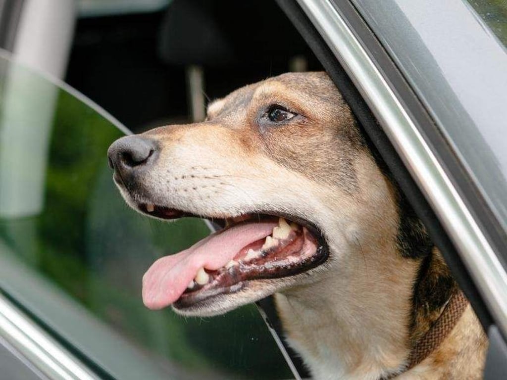 Nase lieber rein: Die Zugluft durch offene Fenster reizt empfindliche Hundeaugen. Foto: Markus Scholz