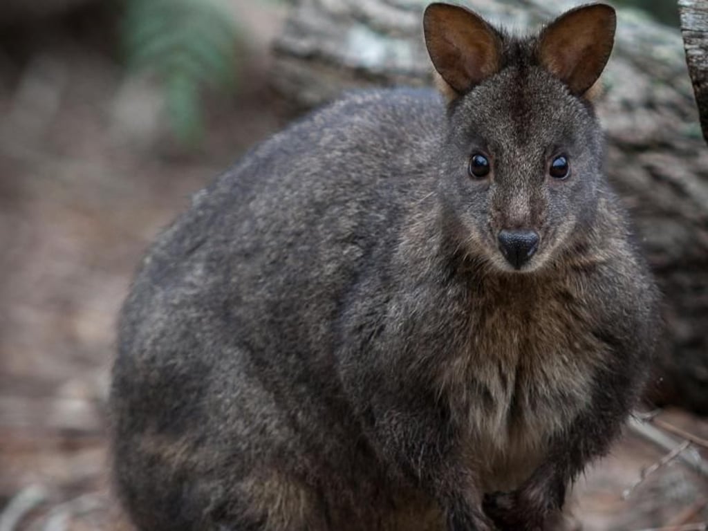 Ein Wallaby ist ein kleiner Vertreter der Kängurus - und in Tasmanien häufig zu sehen. Foto: Tourism Tasmania
