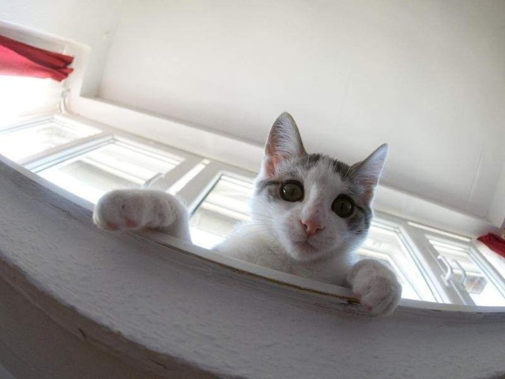 Nicht für alle Schäden, die durch Haustiere entstehen, muss eine private Haftpflichtversicherung gerade stehen. Foto: Jochen Lübke