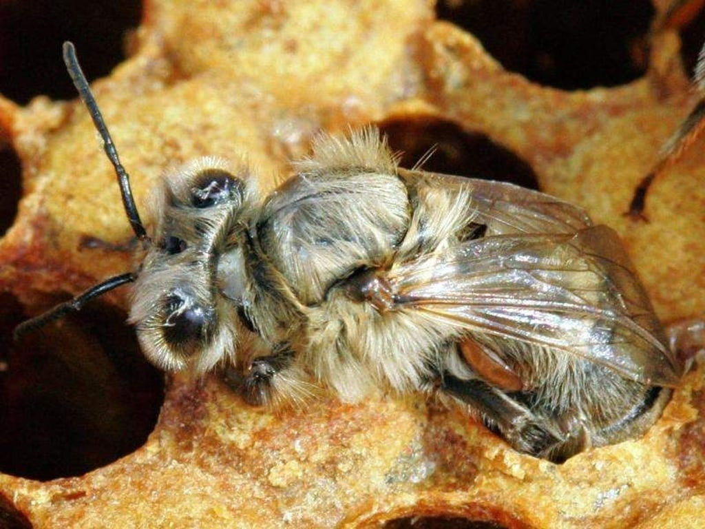 Ein Biene, die aus ihrer Wabe schlüpft, ist an ihrem Hinterleib von einer Varroa-Milbe befallen (Archivfoto). Foto: Andreas Lander