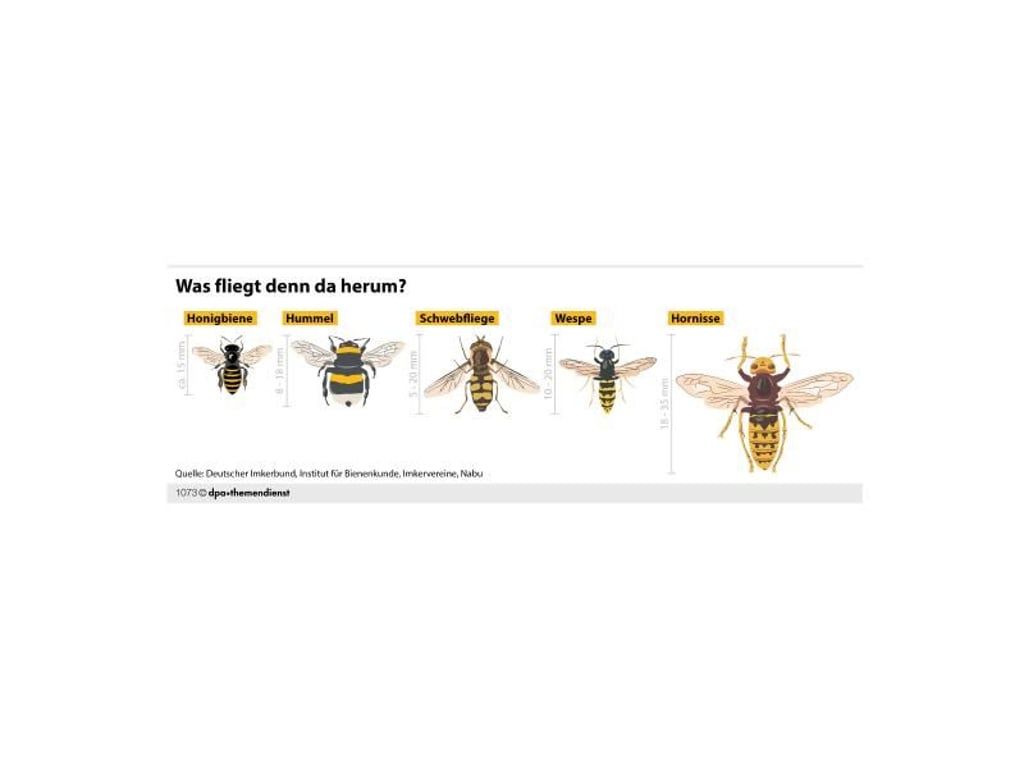 Nur auf den ersten Blick sehen sich Honigbienen, Hummeln, Wespen, Hornissen und Schwebfliegen ähnlich. Foto: dpa-infografik GmbH
