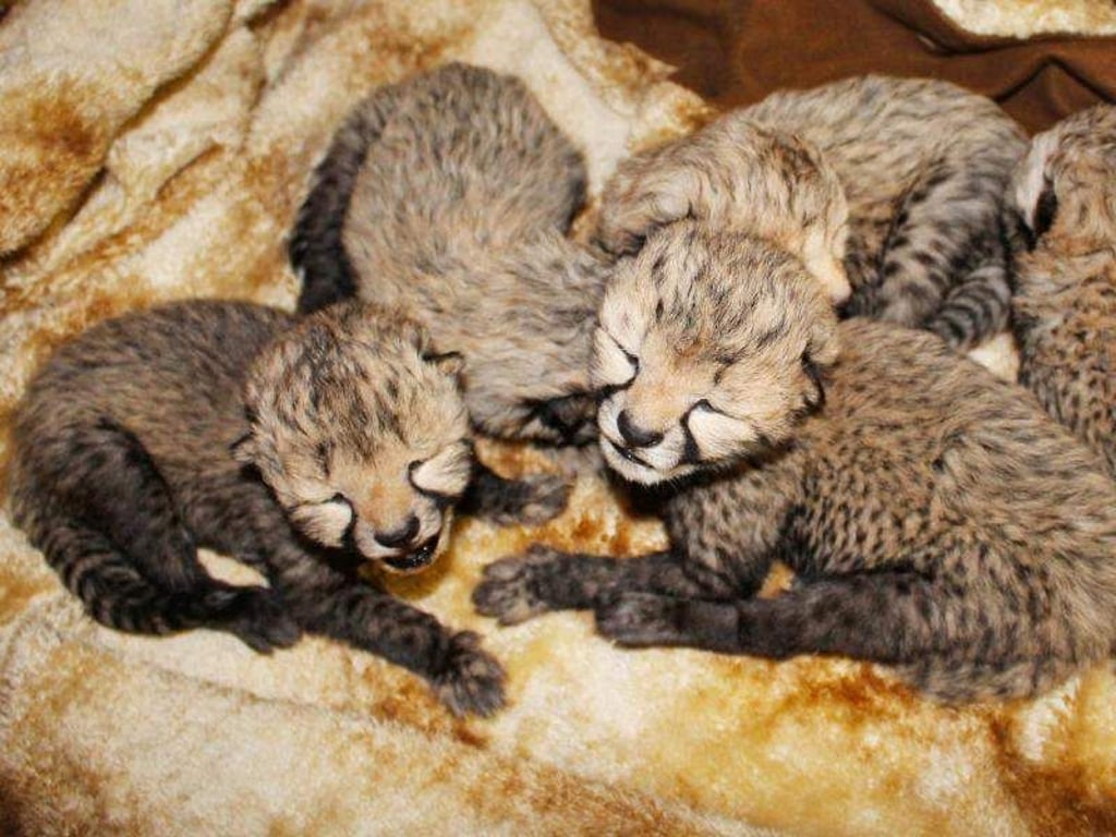 Die fünf Geparden-Babys liegen eng beisammen. Foto: Safaripark
