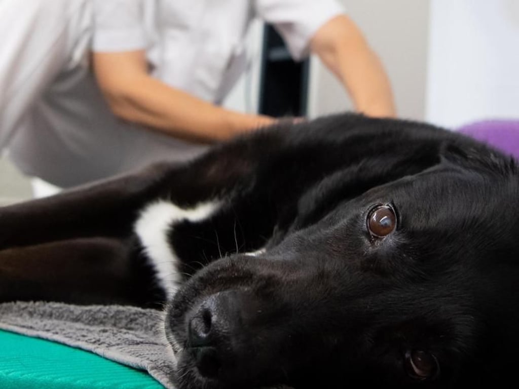 Nicht nur Menschen profitieren nach einer Operation oder bei Schmerzen von Physiotherapie, auch Tieren kann sie helfen. Foto: Sven Hoppe